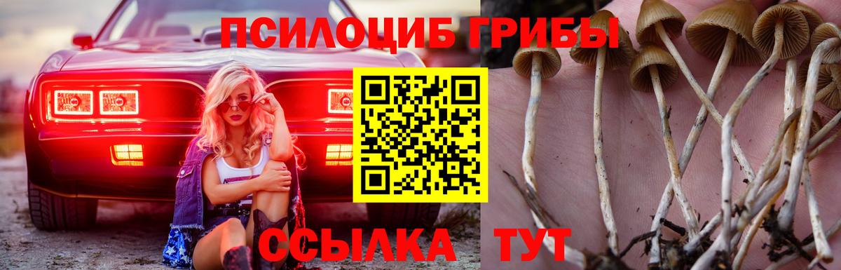 Реж  закладка  Вход с VPN  Галлюциногенные грибы Psilocybe  Псилоцибиновые грибы мухоморы 
